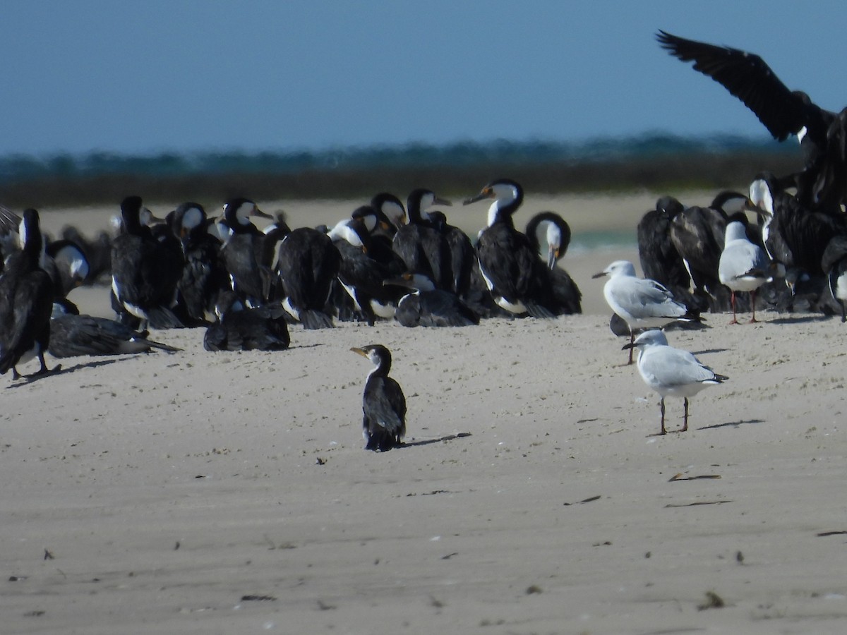 Little Pied Cormorant - ML641857823