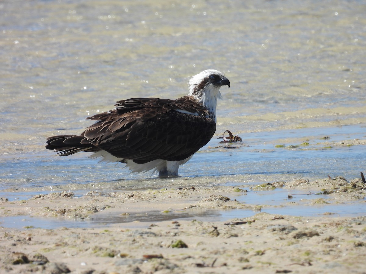 Osprey - ML641857853