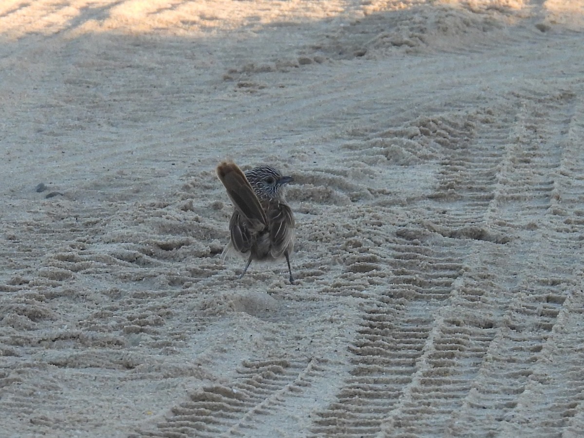 Western Grasswren - ML641857868