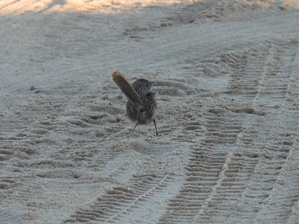 Western Grasswren - ML641857869