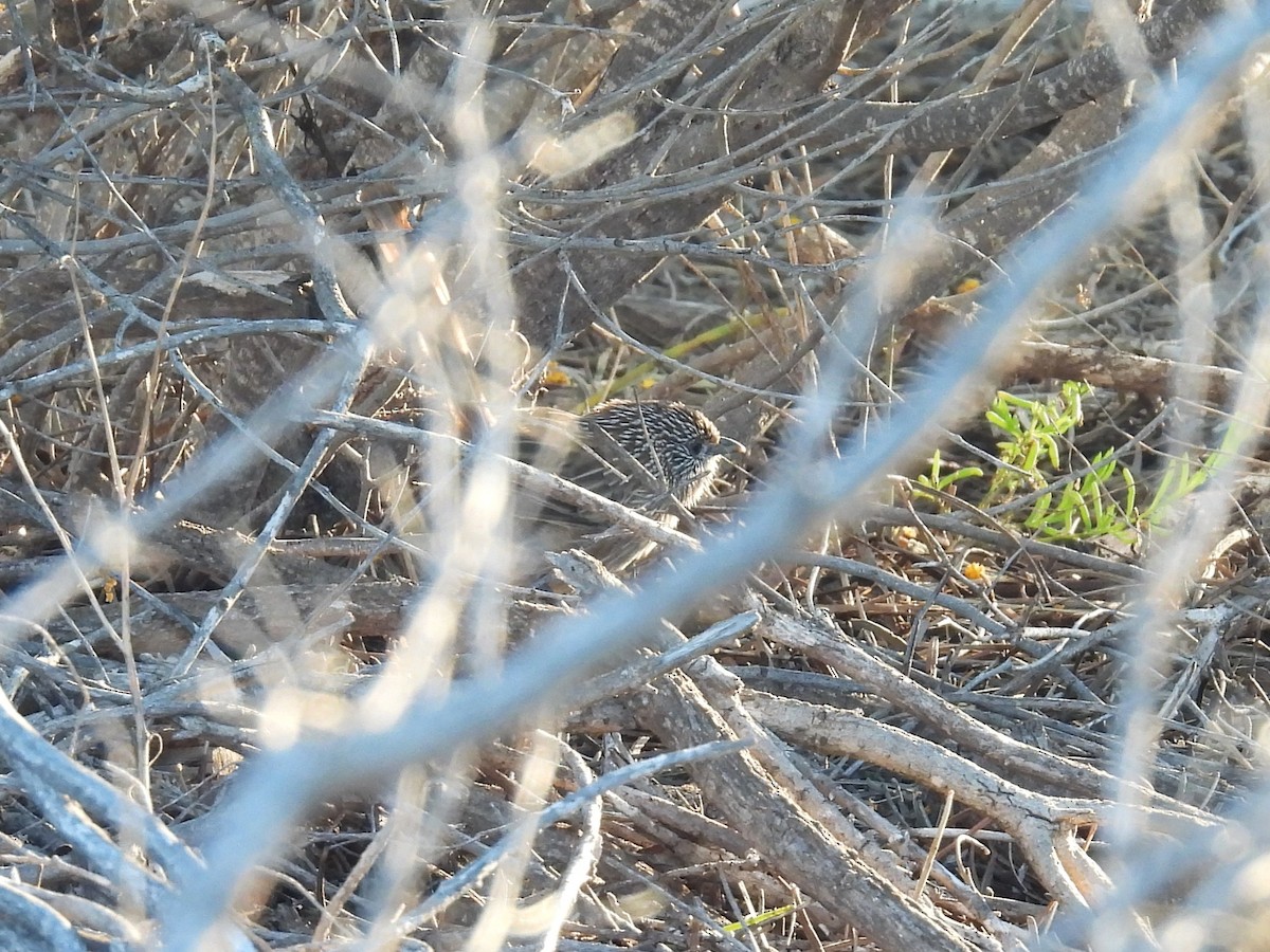 Western Grasswren - ML641857870