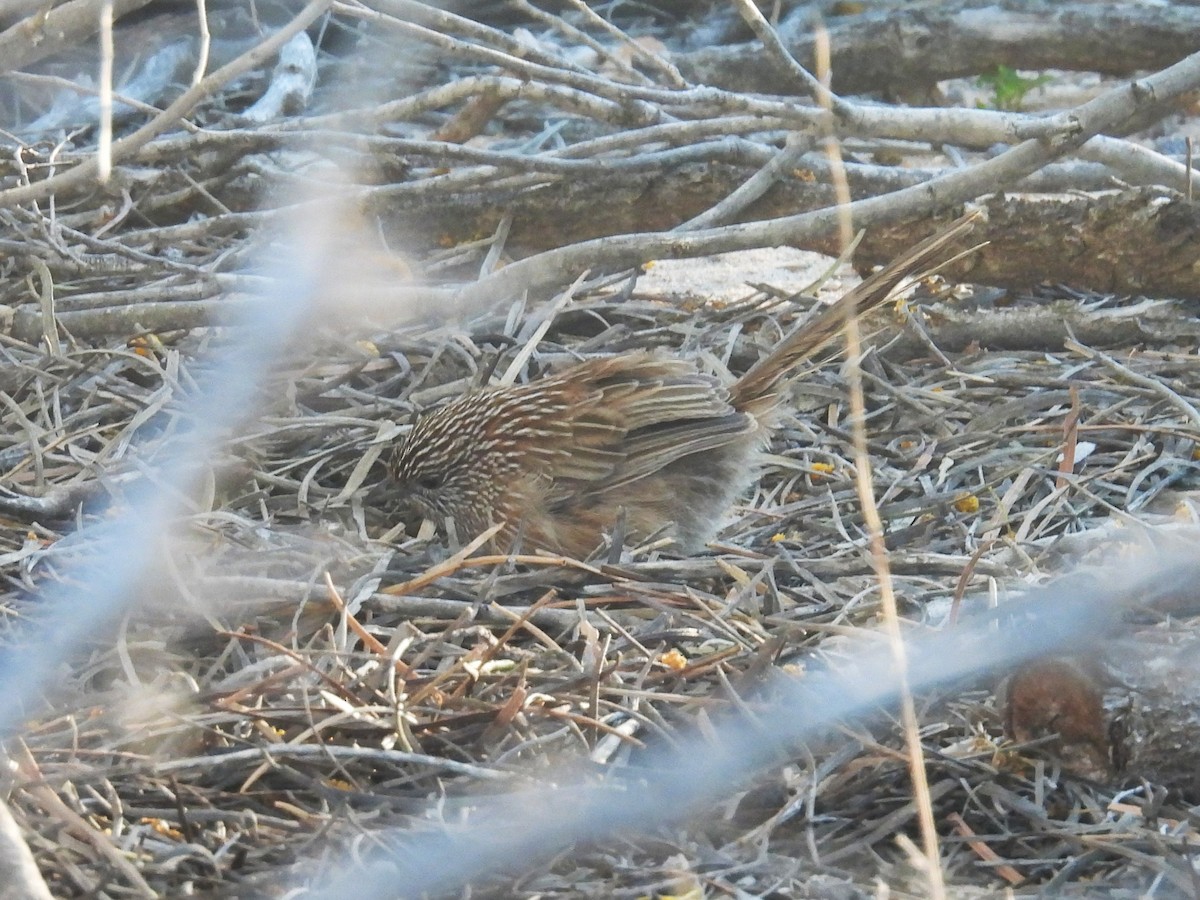 Western Grasswren - ML641857871