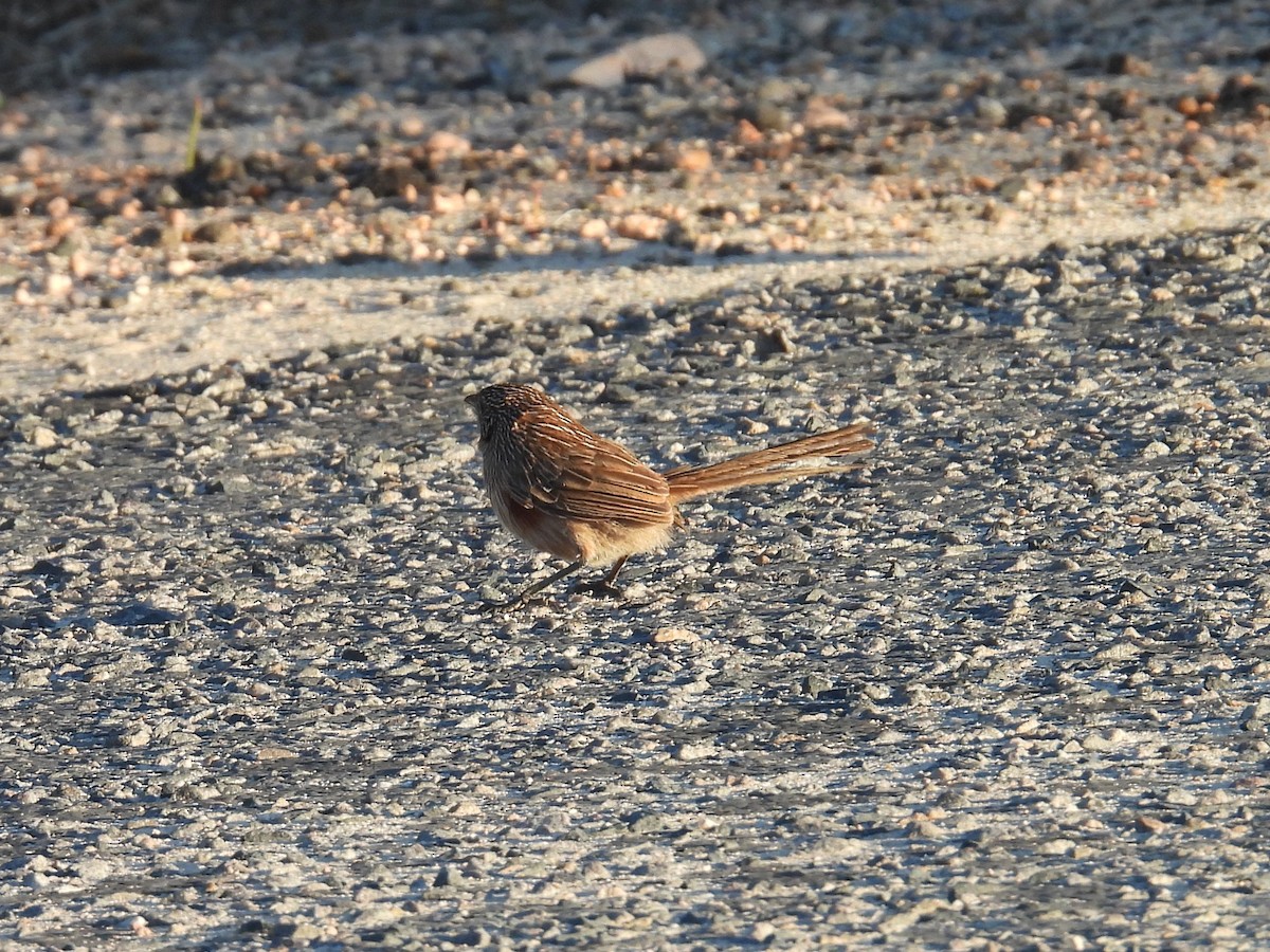 Western Grasswren - ML641857872