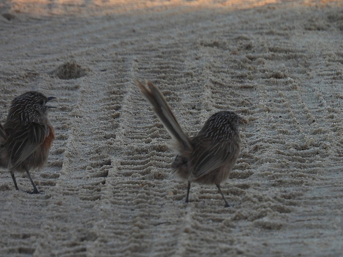 Western Grasswren - ML641857873