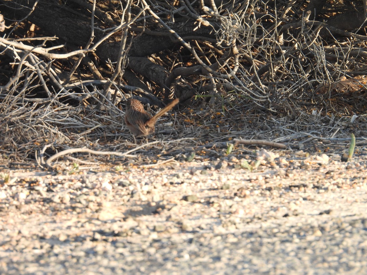 Western Grasswren - ML641857874