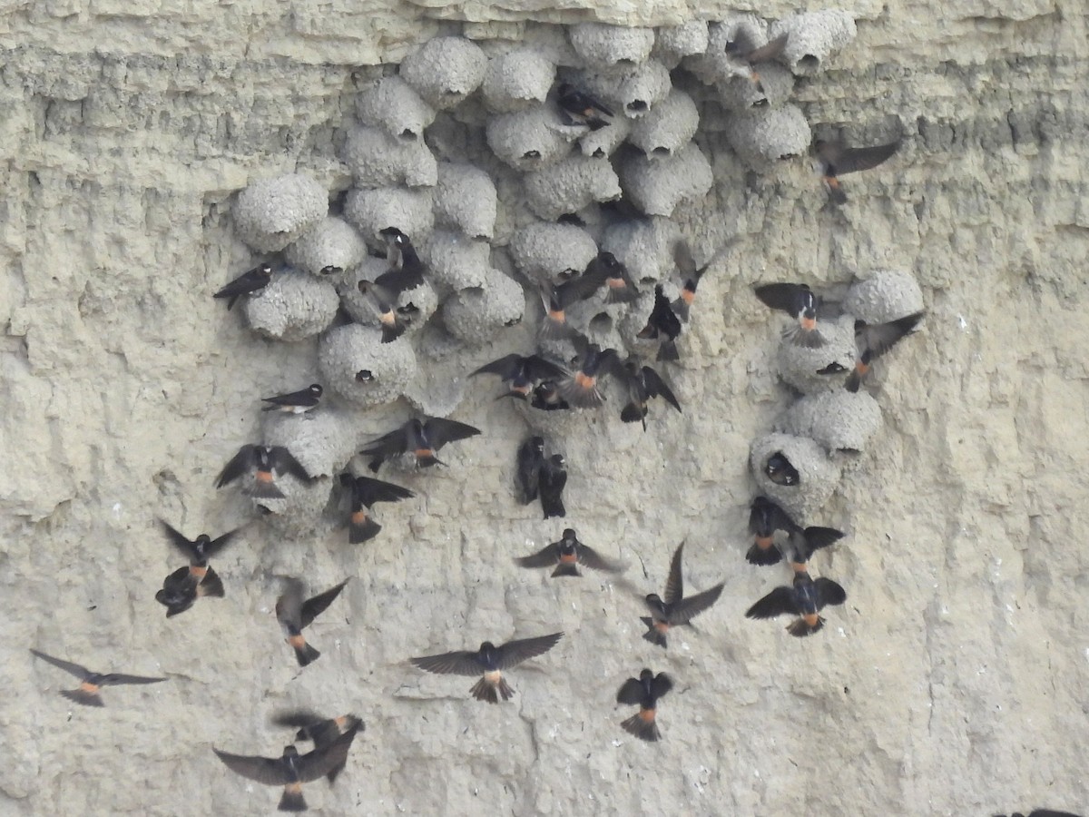 Cliff Swallow (pyrrhonota Group) - ML641857887