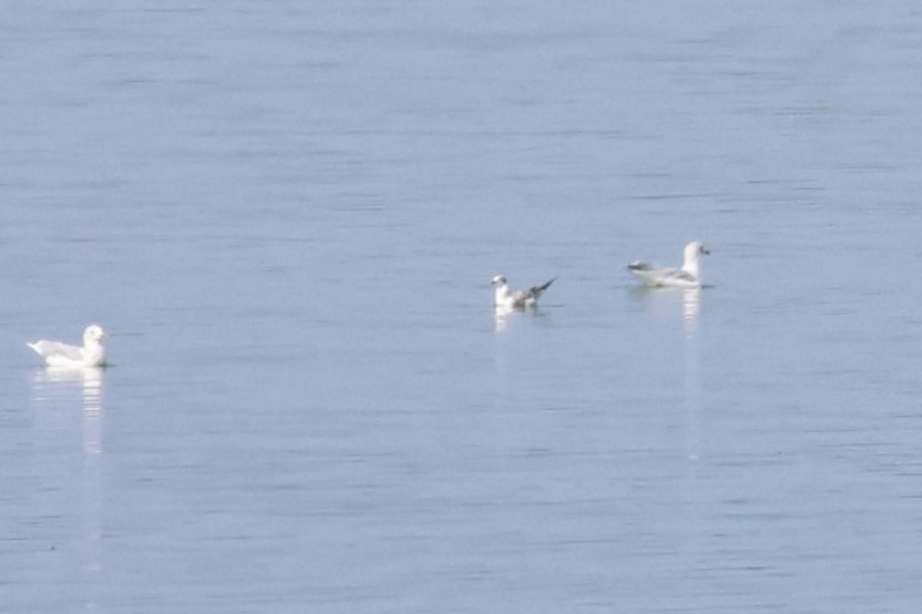 gull sp. - ML641857901