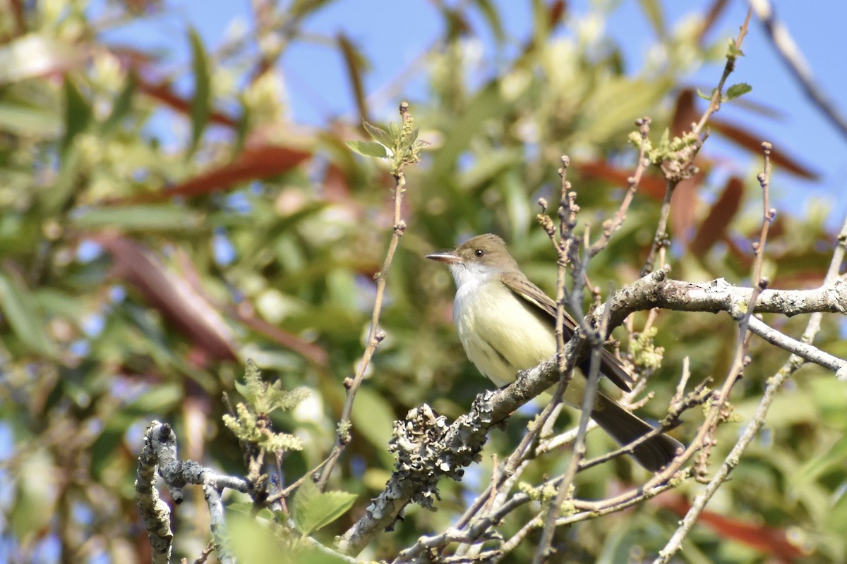Swainson's Flycatcher - ML641857923