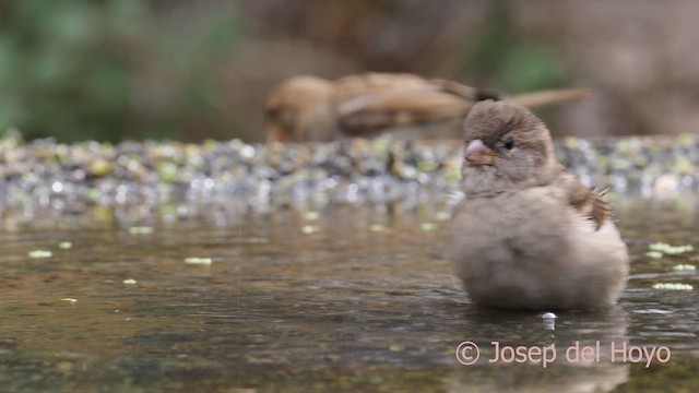 House Sparrow - ML641857927