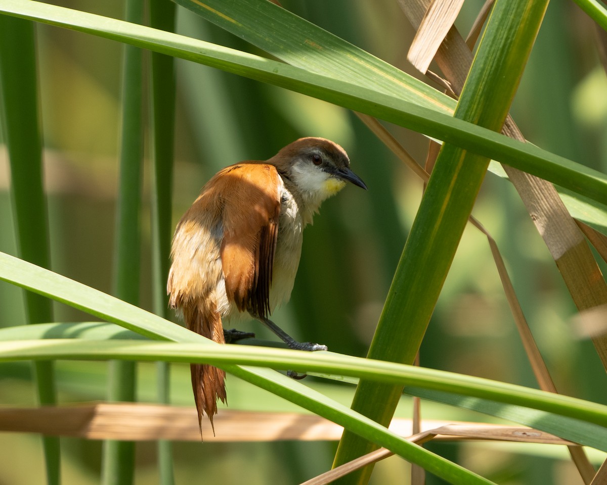 Yellow-chinned Spinetail - ML641857977