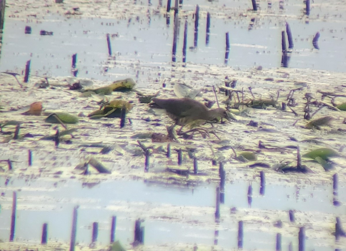 Purple Gallinule - ML641857978