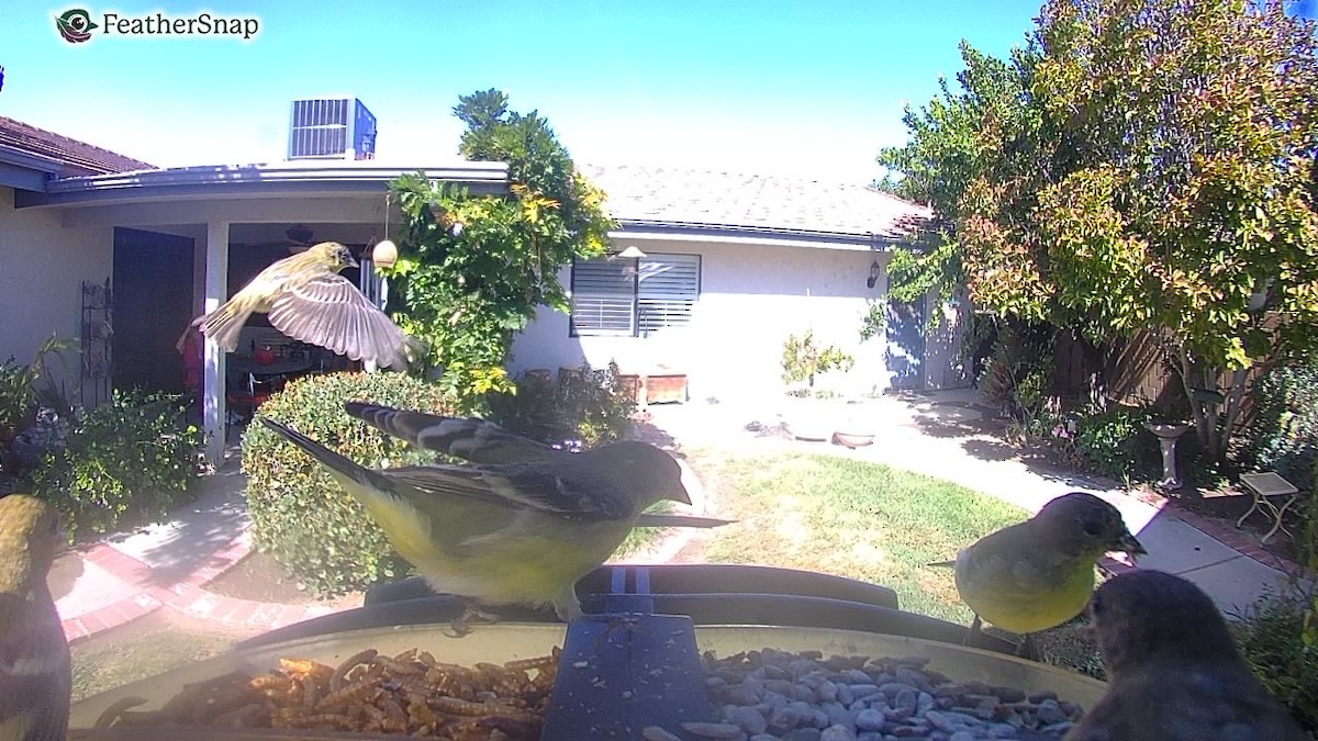 Lesser Goldfinch - ML641857986