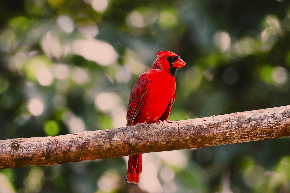 Cardinal rouge - ML641857994