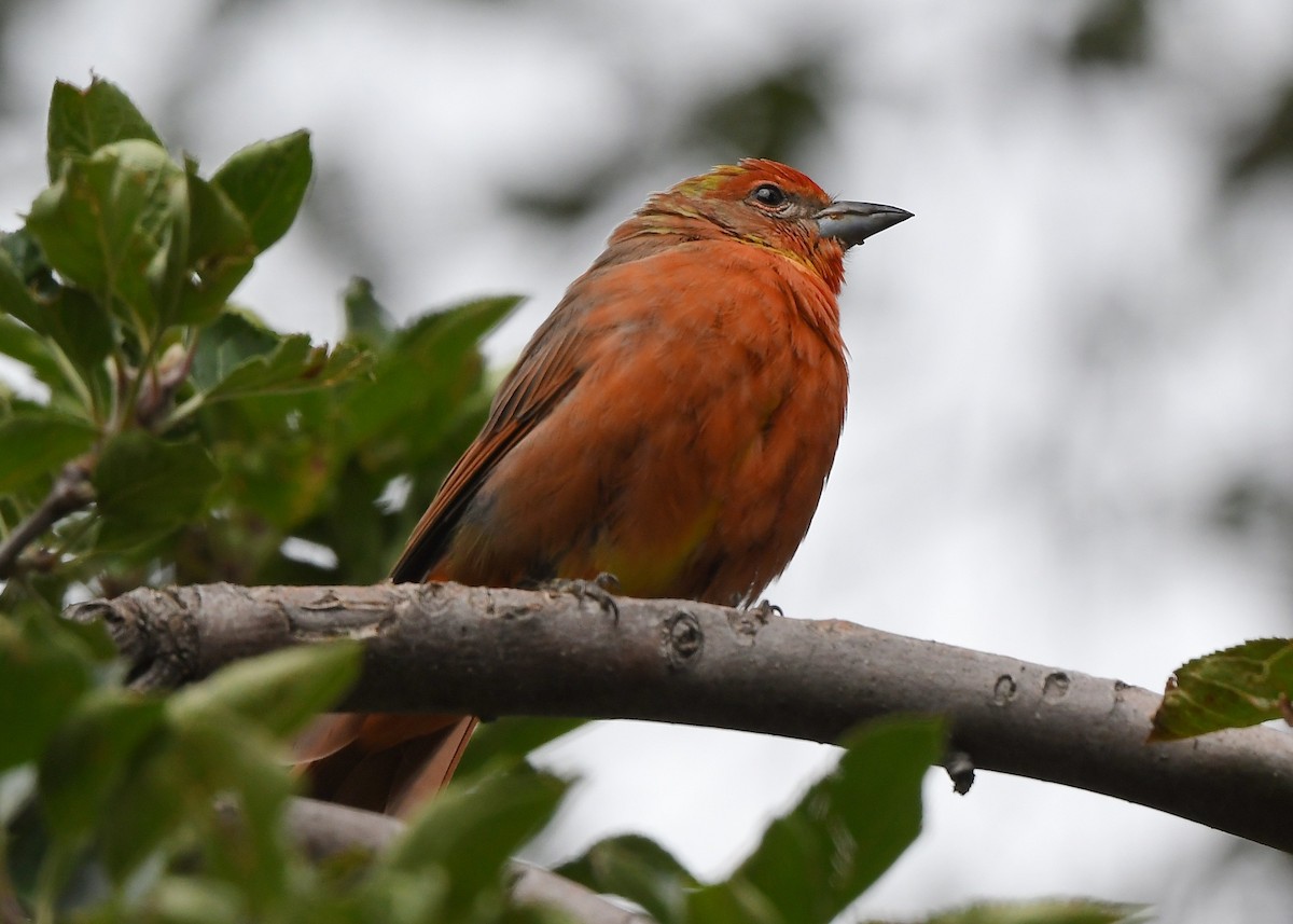 Hepatic Tanager - ML641858008