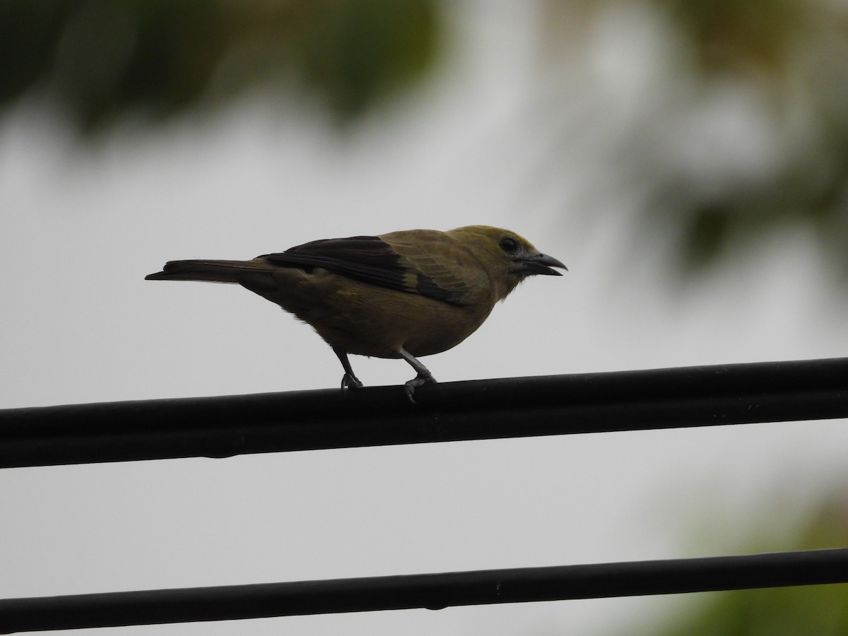 Palm Tanager - ML641858024