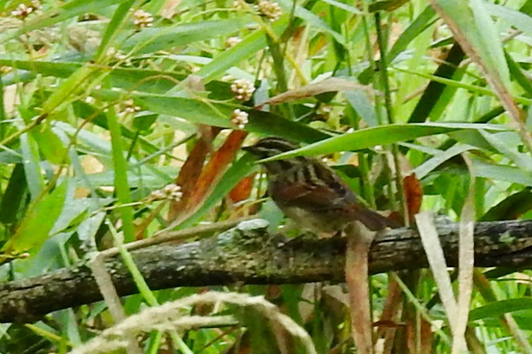 Swamp Sparrow - ML641858033