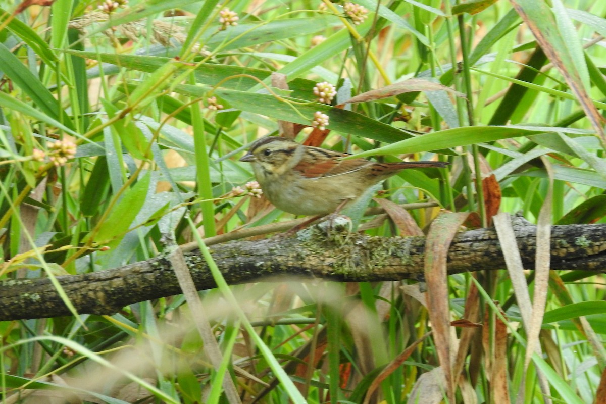 Swamp Sparrow - ML641858034