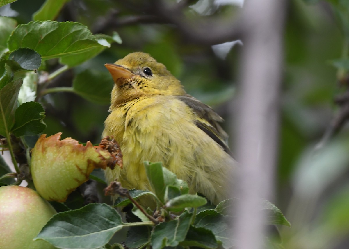 Western Tanager - ML641858047