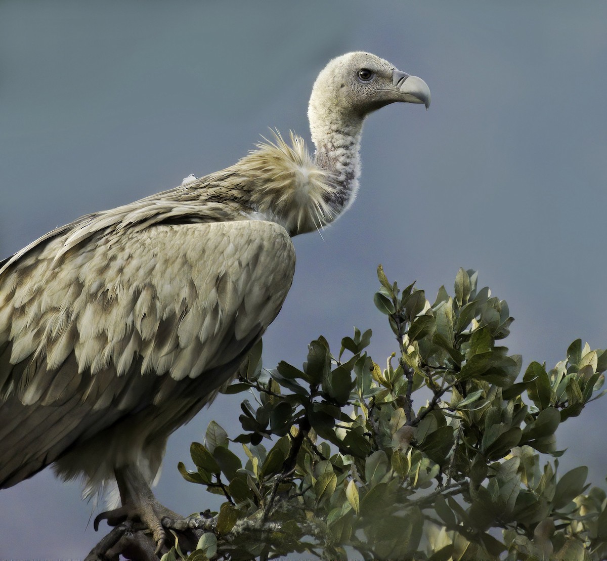 Himalayan Griffon - ML641858059
