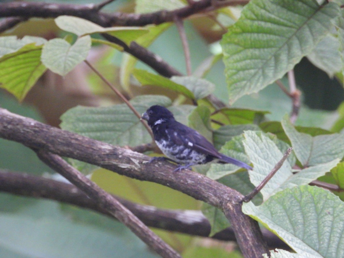 Variable Seedeater - ML641858060