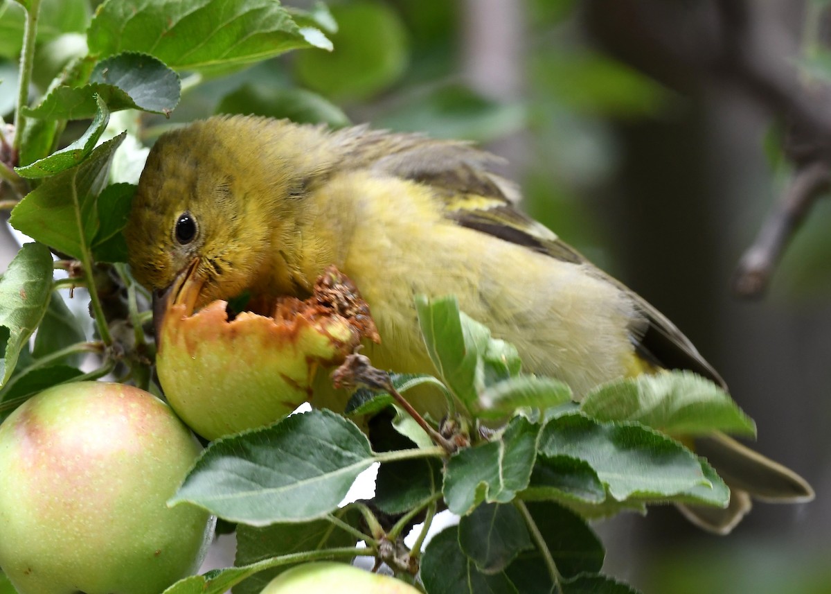 Western Tanager - ML641858082
