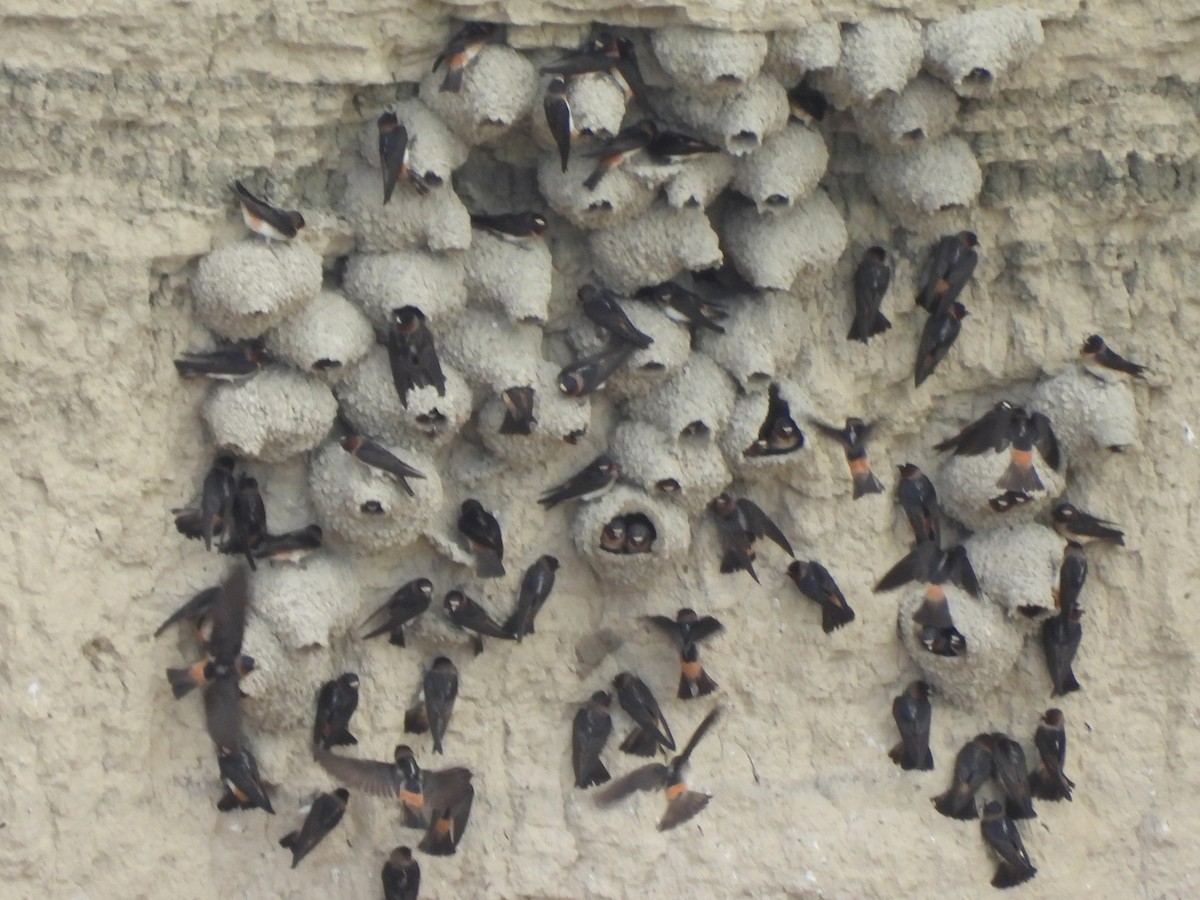 Cliff Swallow (pyrrhonota Group) - ML641858119
