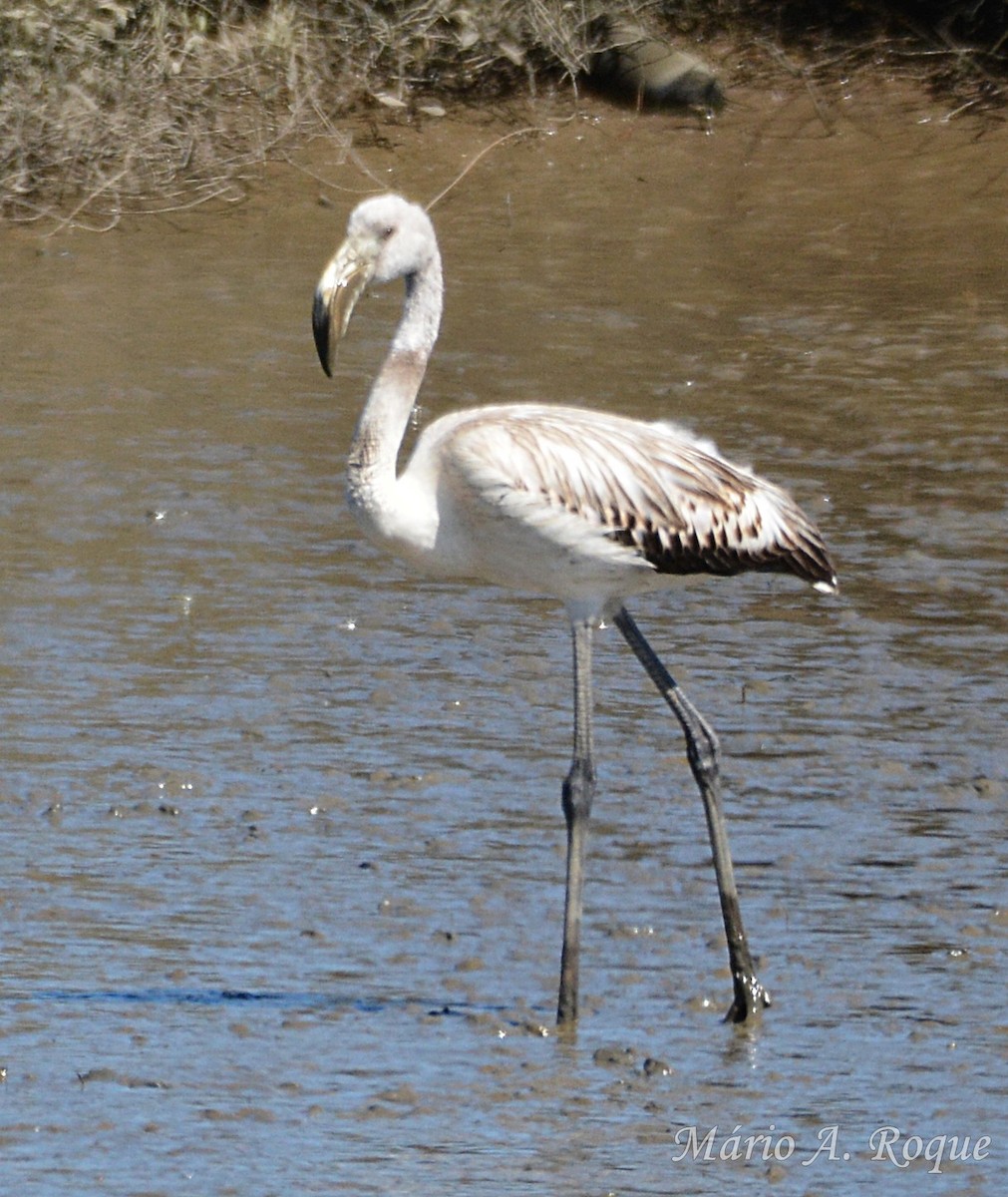 Flamant rose - ML641858178