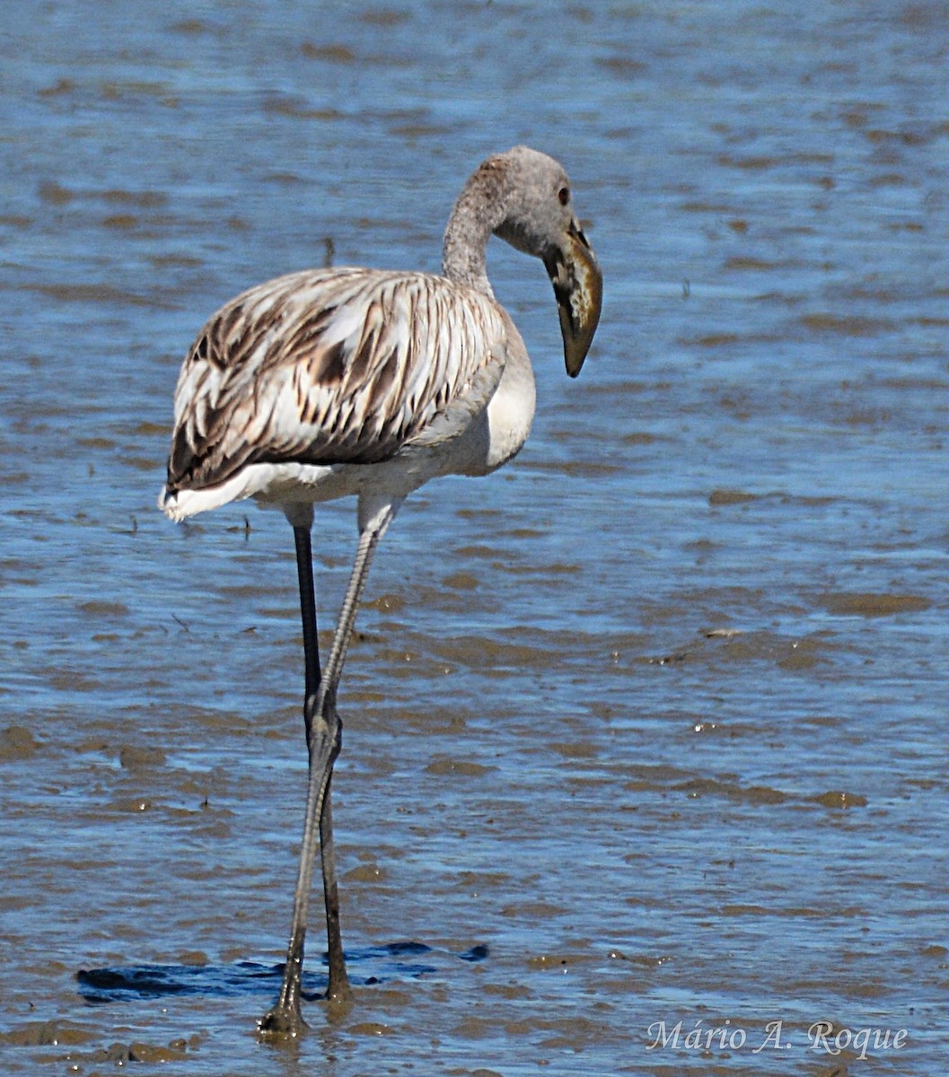 Flamant rose - ML641858179