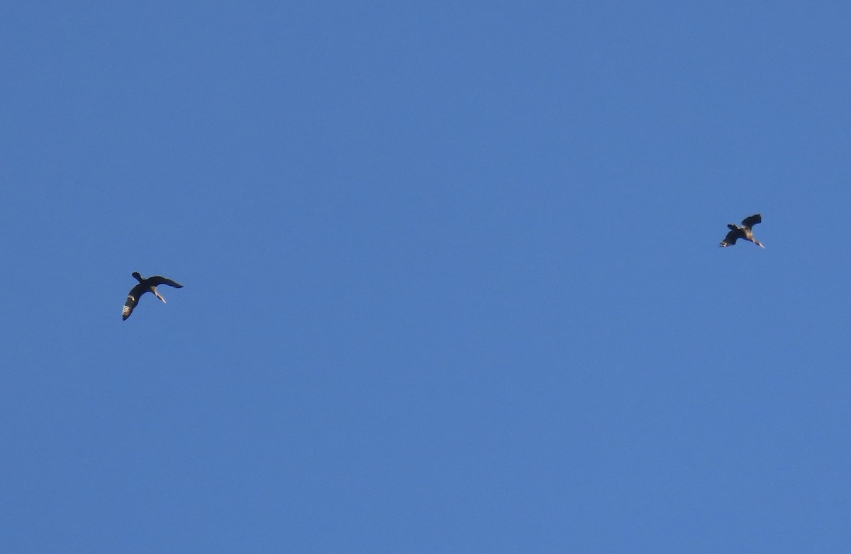 Cormoran à aigrettes - ML641858187