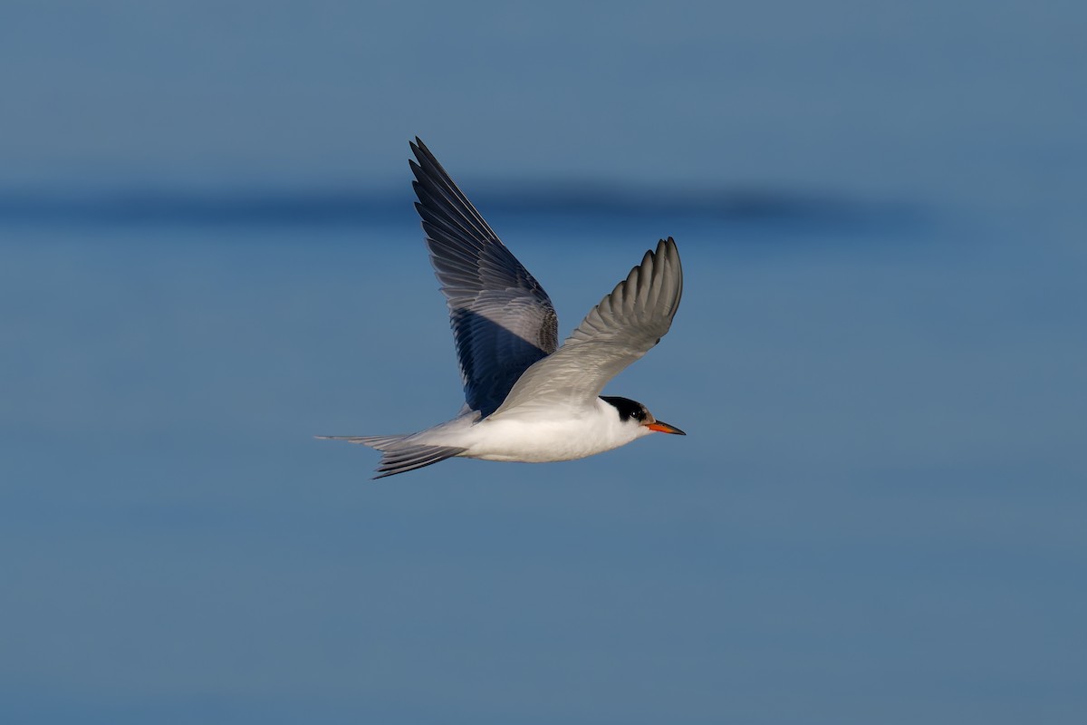 Common Tern - ML641858255
