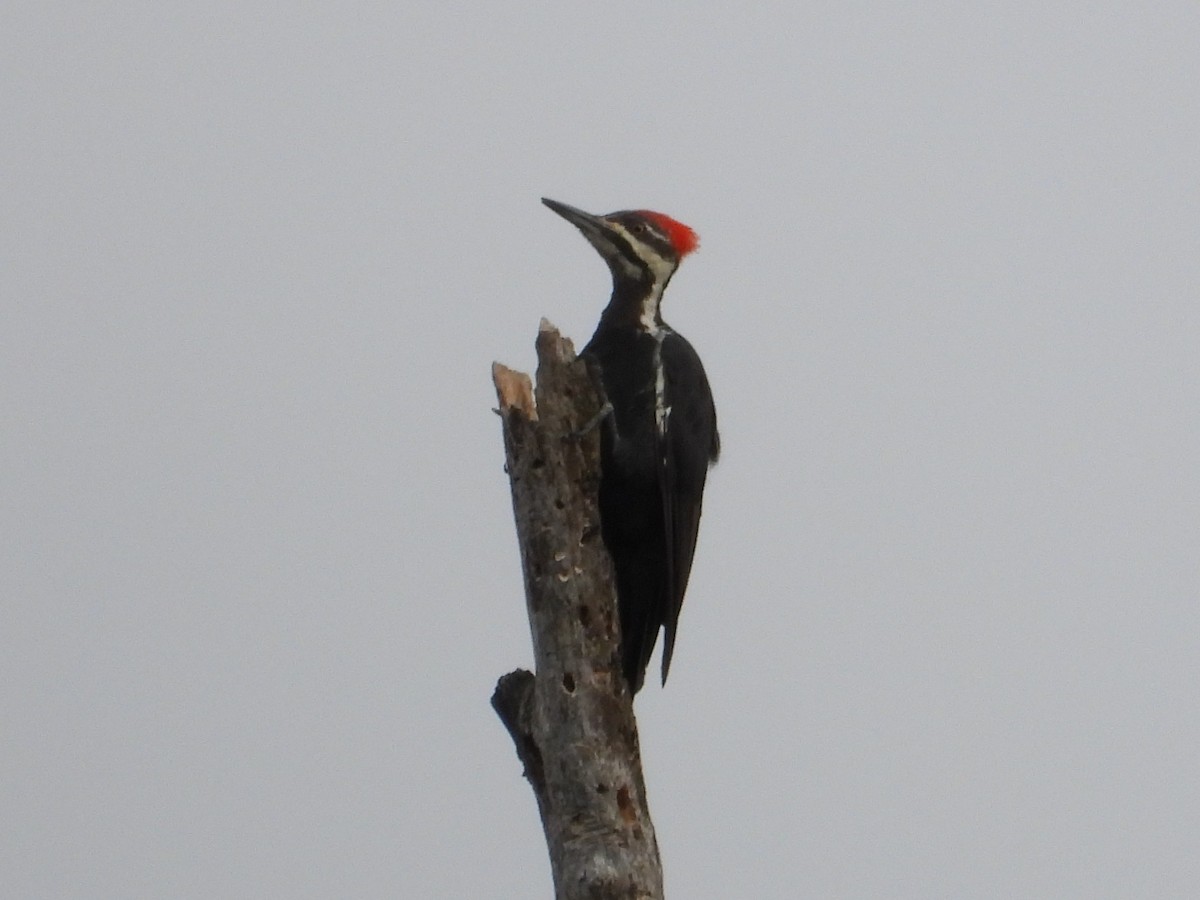 Pileated Woodpecker - ML641858290