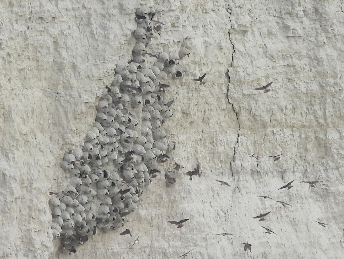 Cliff Swallow (pyrrhonota Group) - ML641858307