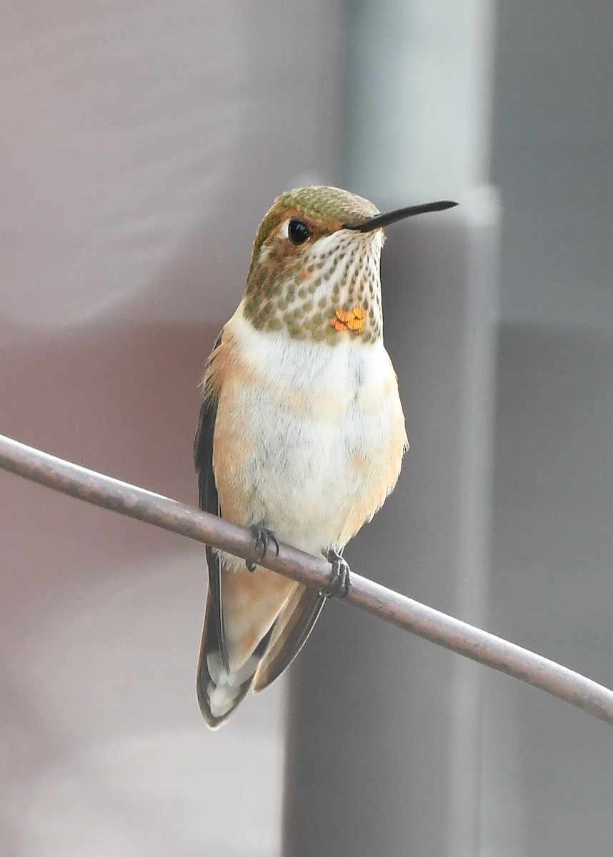 Rufous Hummingbird - ML641858315