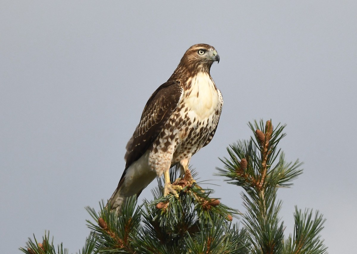Red-tailed Hawk - ML641858324