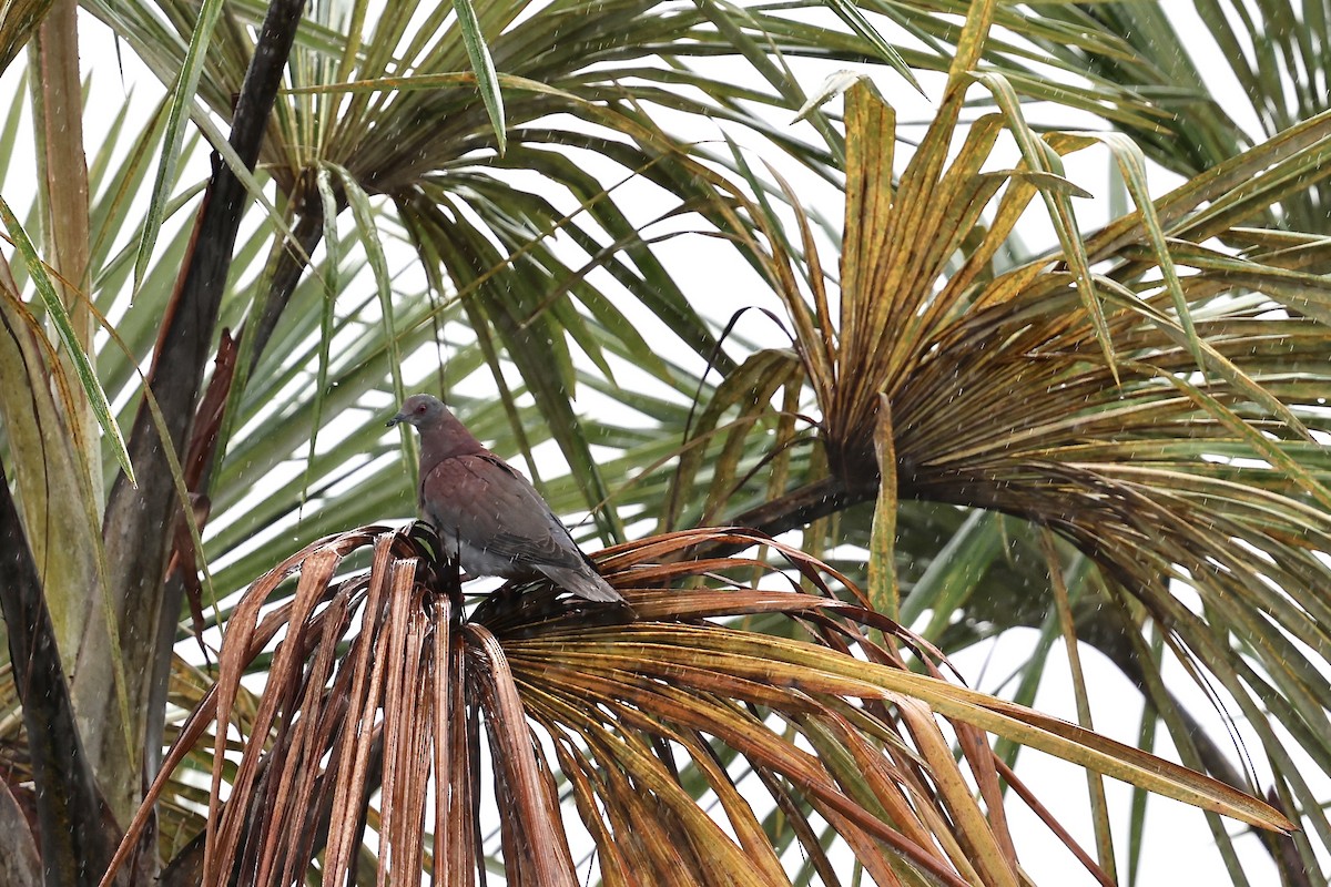 Pale-vented Pigeon - ML641858348