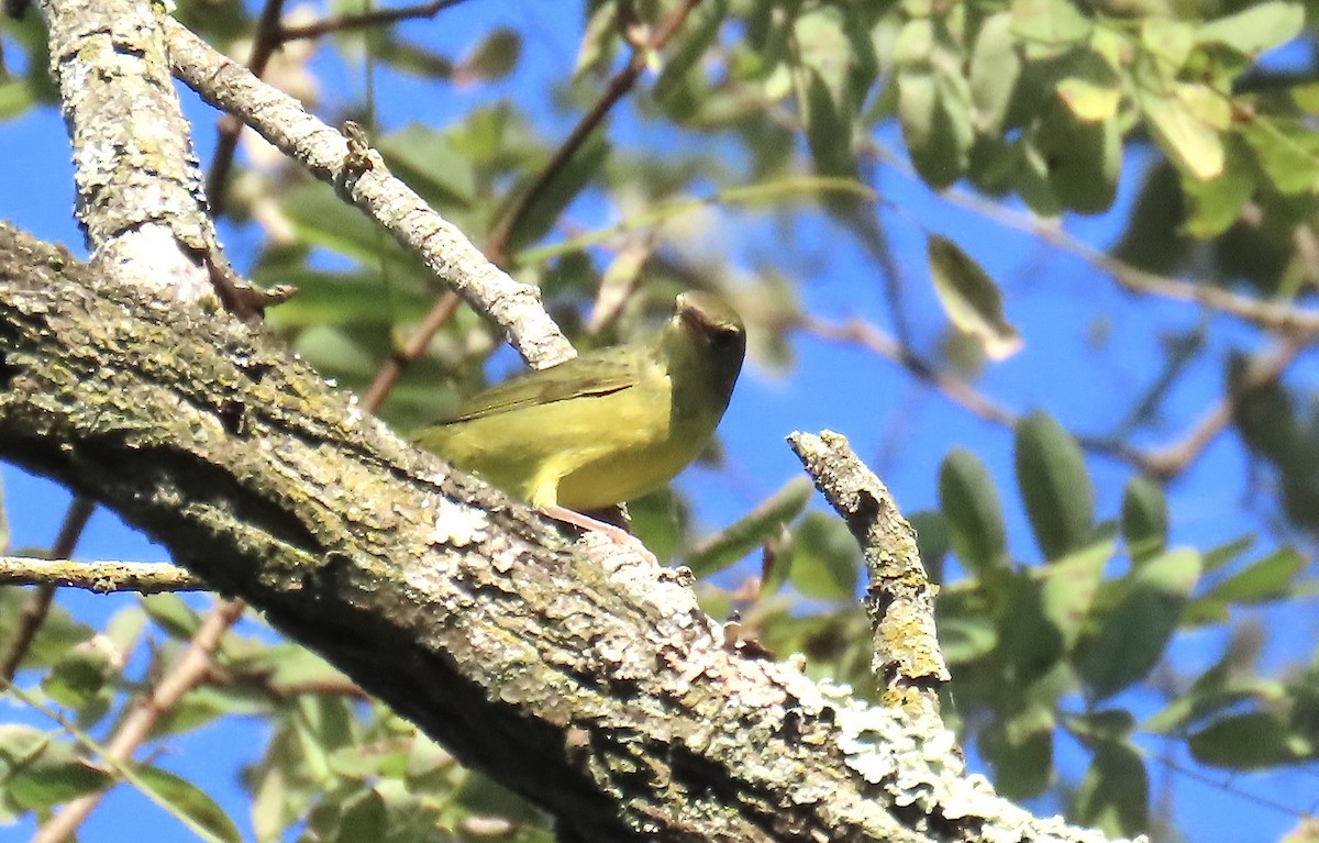Graukopf-Waldsänger - ML641858352