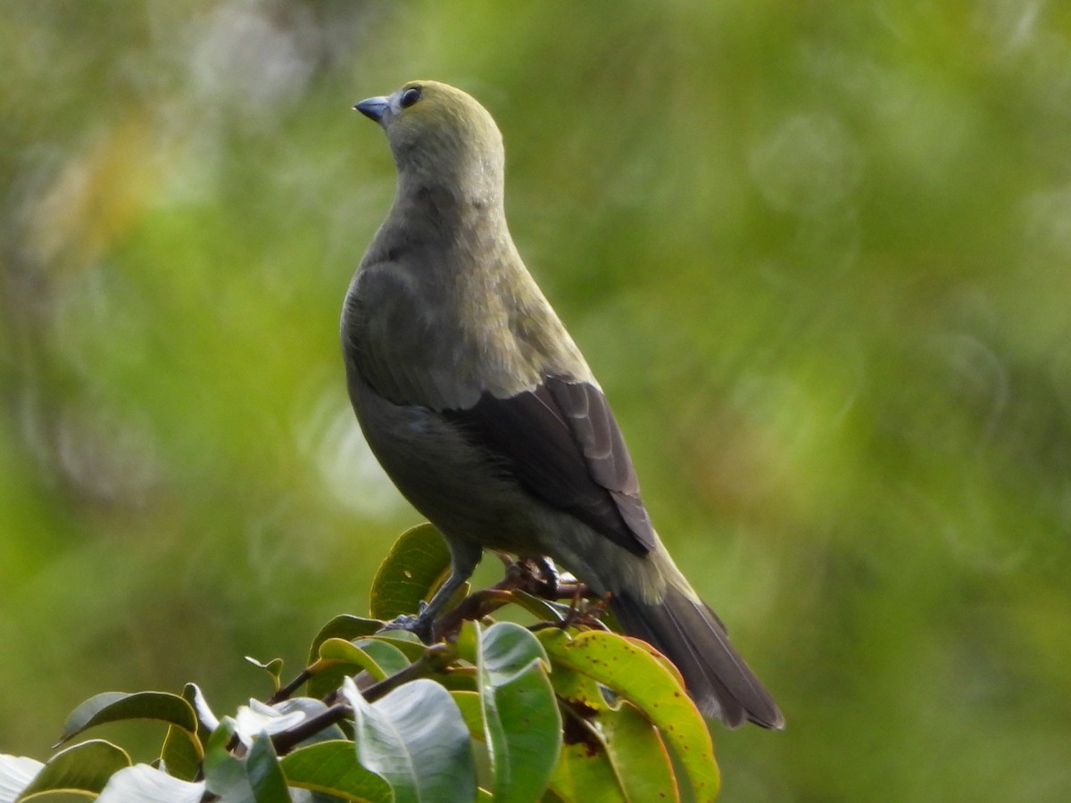 Palm Tanager - ML641858354