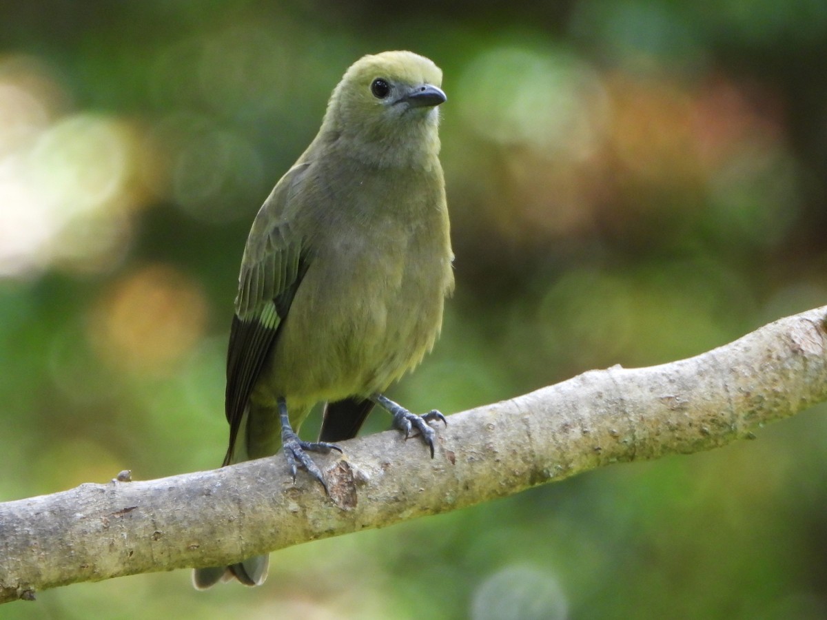 Palm Tanager - ML641858362