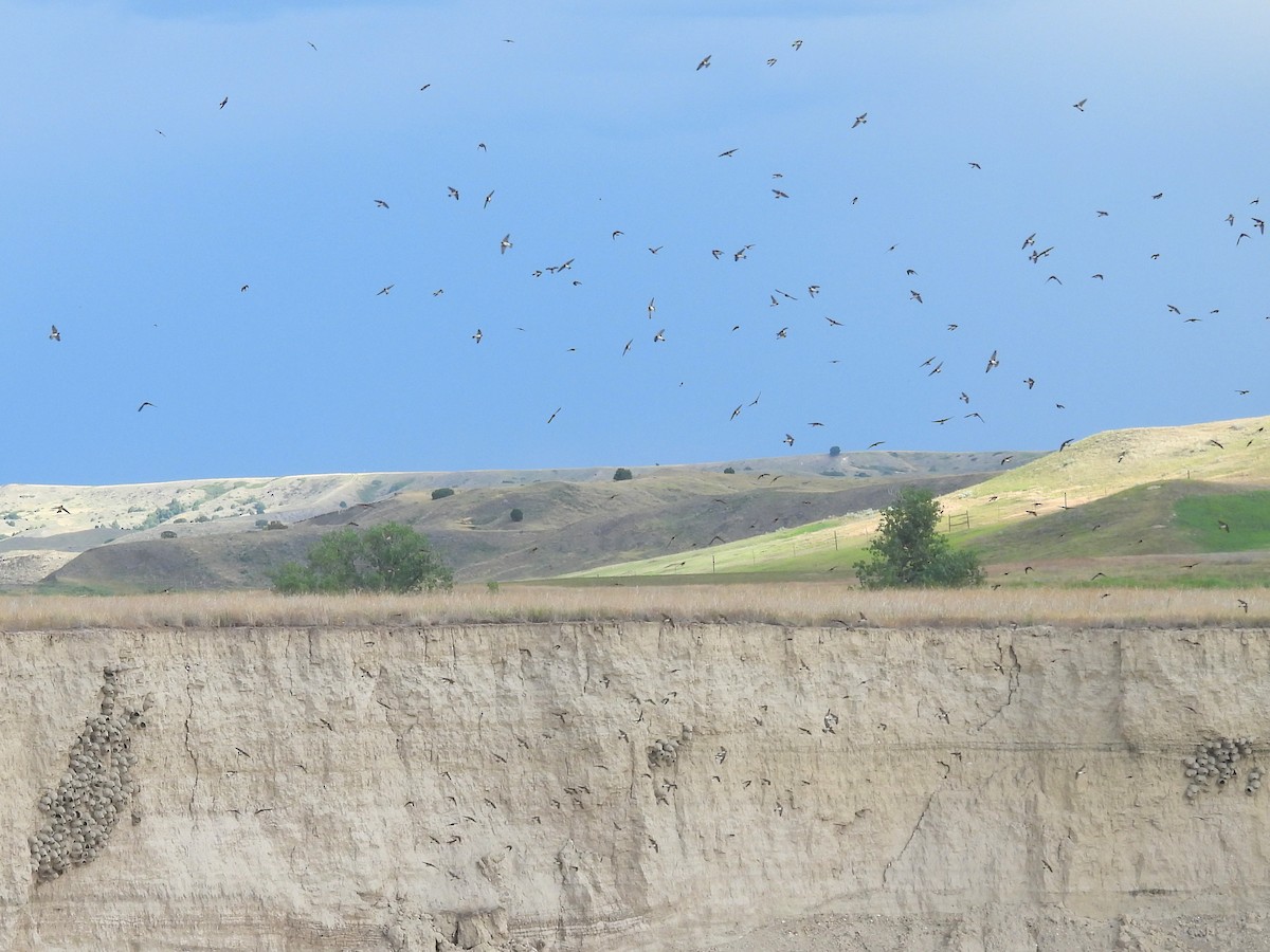 Cliff Swallow (pyrrhonota Group) - ML641858370
