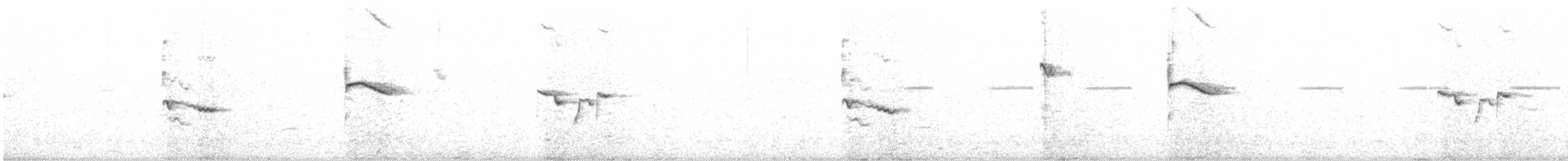 Bengalino comune - ML641858372