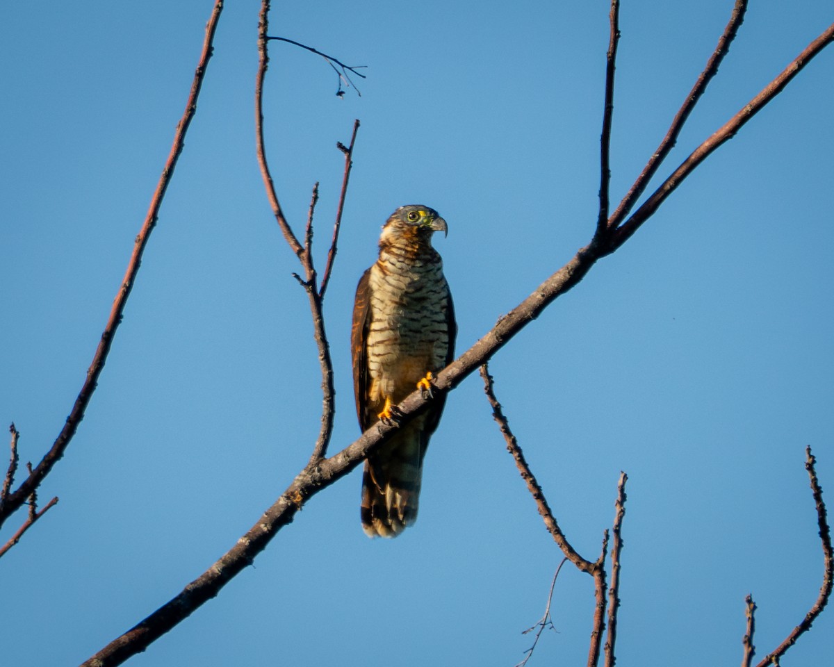 Hook-billed Kite - ML641858397