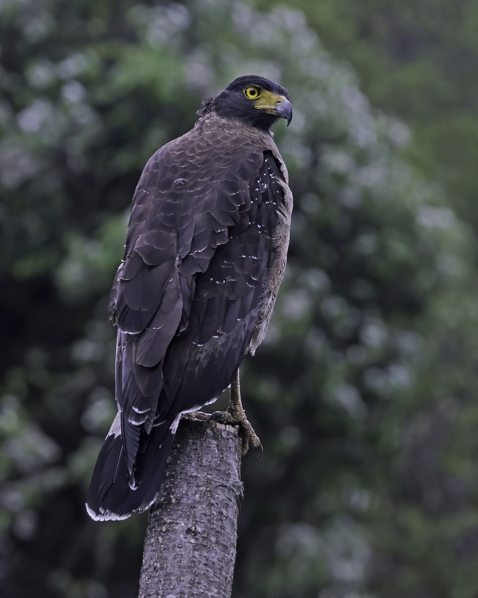Crested Serpent-Eagle - ML641858406