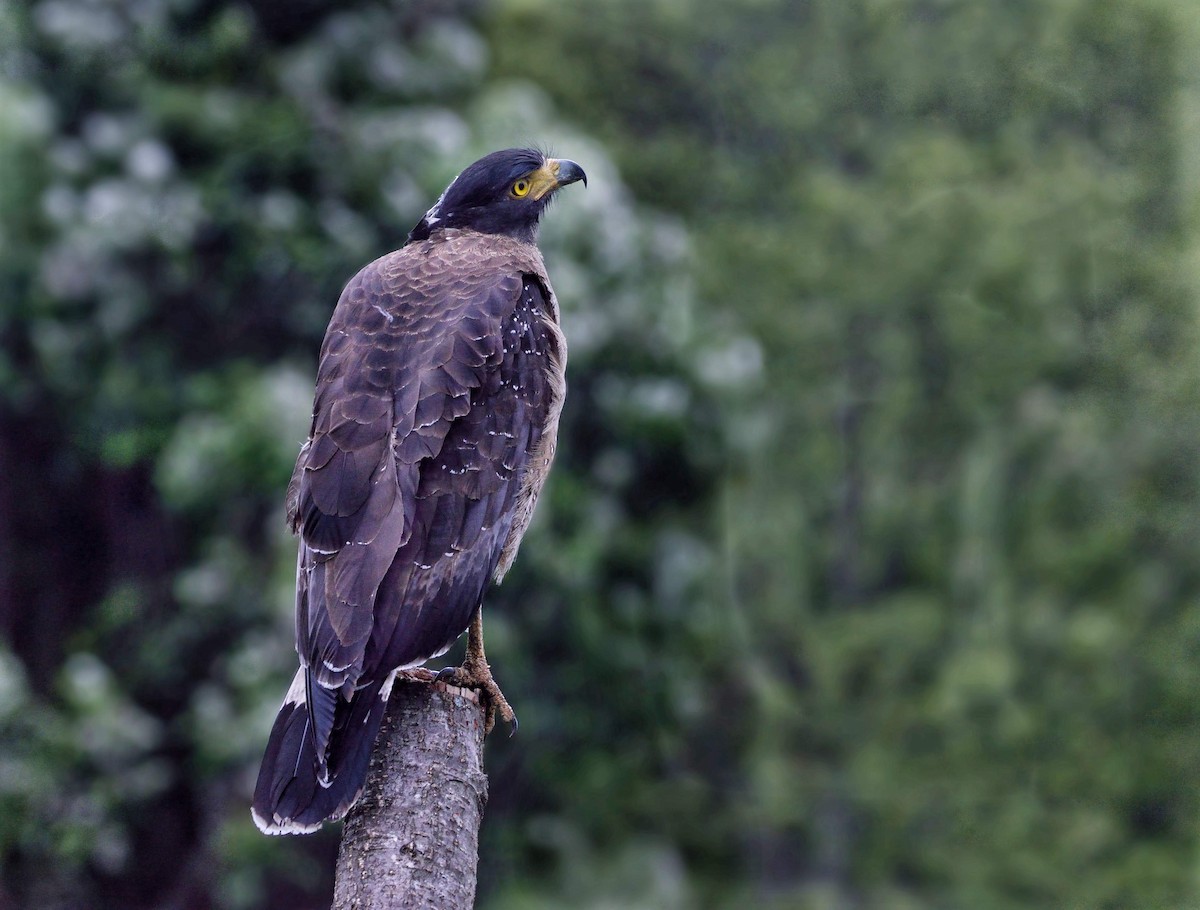 Crested Serpent-Eagle - ML641858407