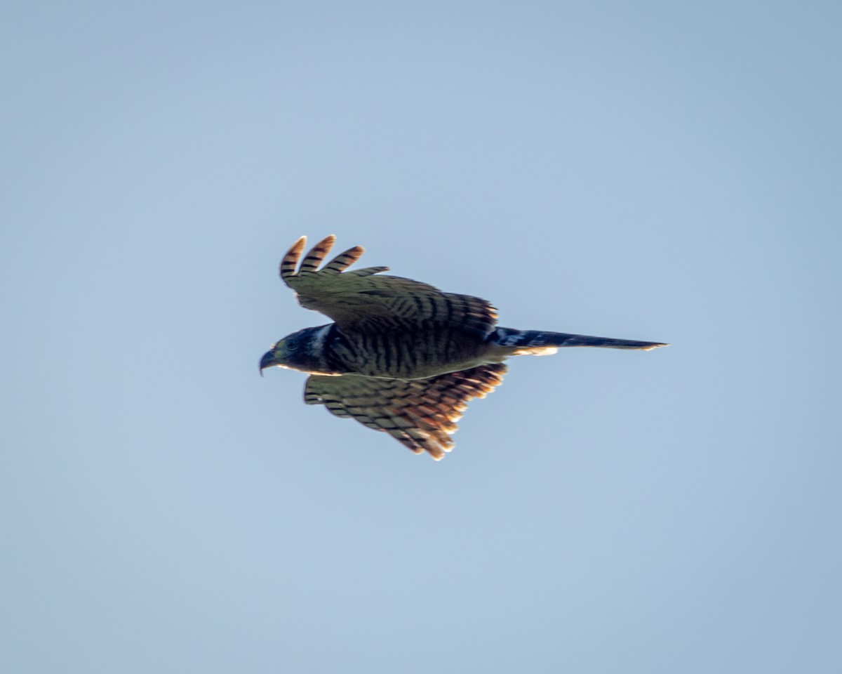 Hook-billed Kite - ML641858417