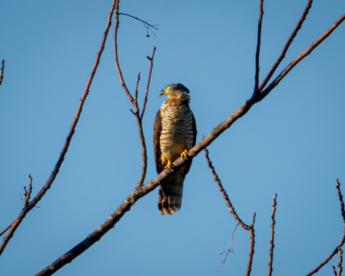 Hook-billed Kite - ML641858425