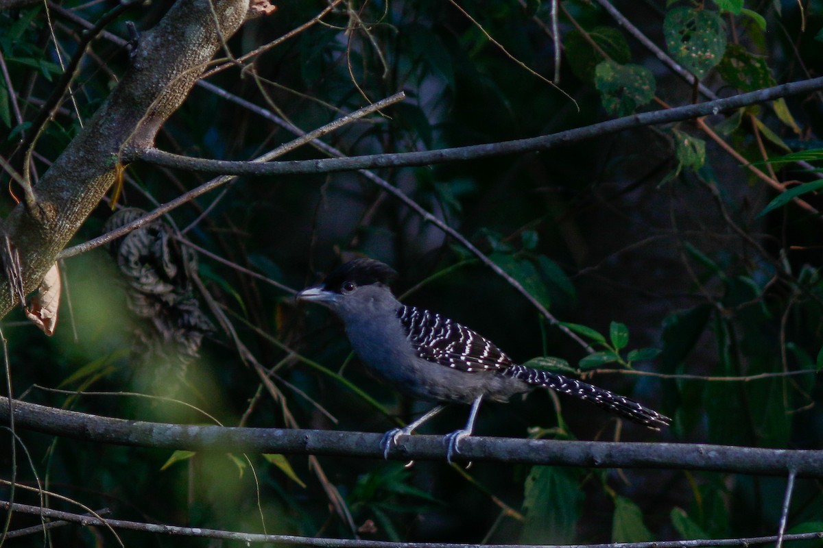 Giant Antshrike - ML641858475