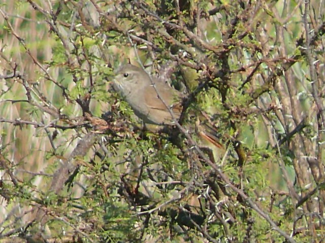 Sharp-billed Canastero - ML641858521