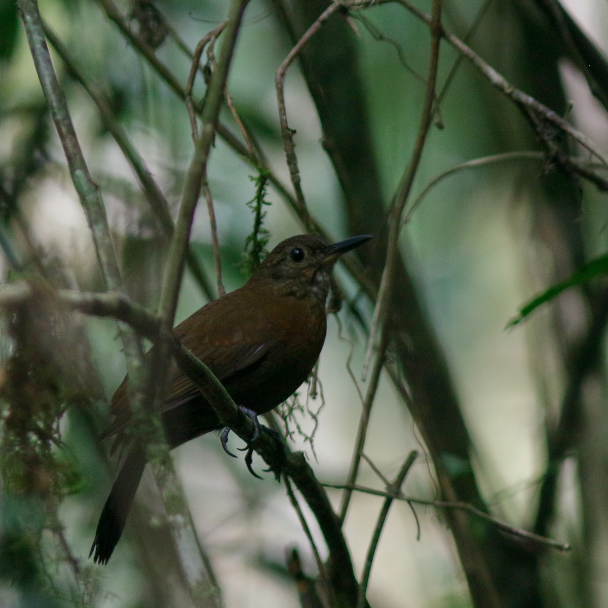 Rufous-breasted Leaftosser (Rufous-breasted) - ML641858525