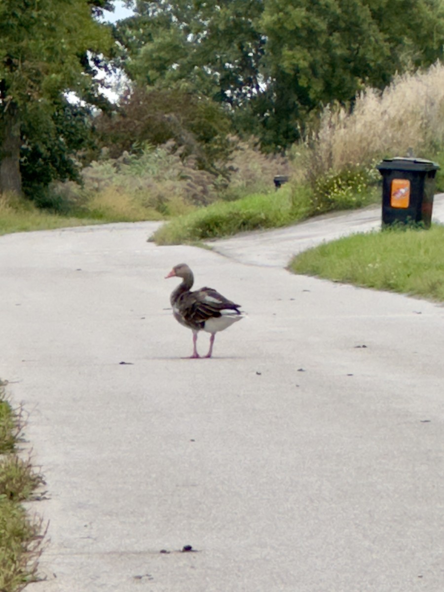 Graylag Goose - ML641858526