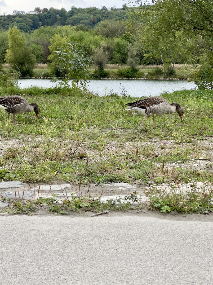 Graylag Goose - ML641858527